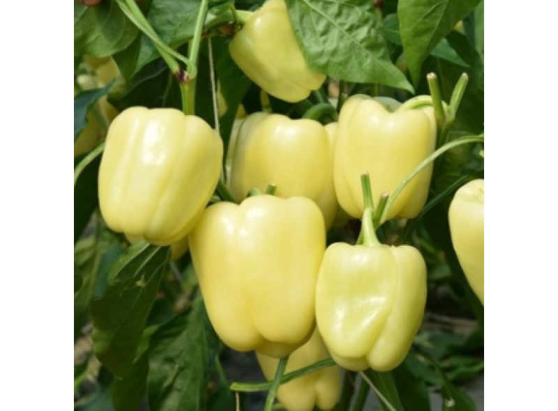 CRX 64011 F1 - насіння солодкого перцю, 1000 нас., Cora Seeds